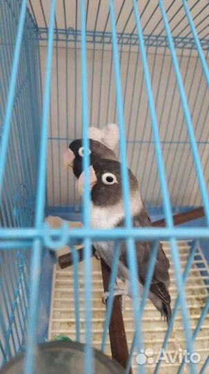 Продам попугая