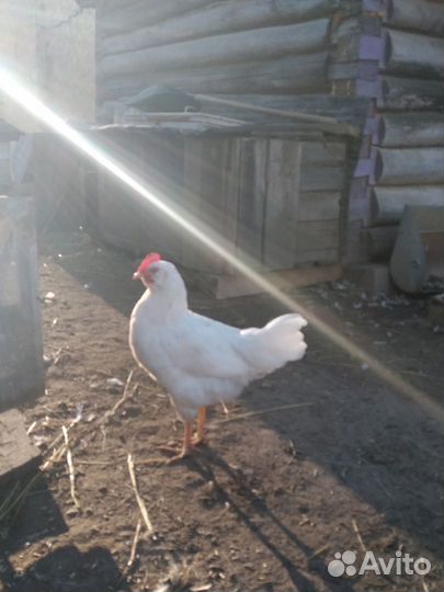 Молодые петушки