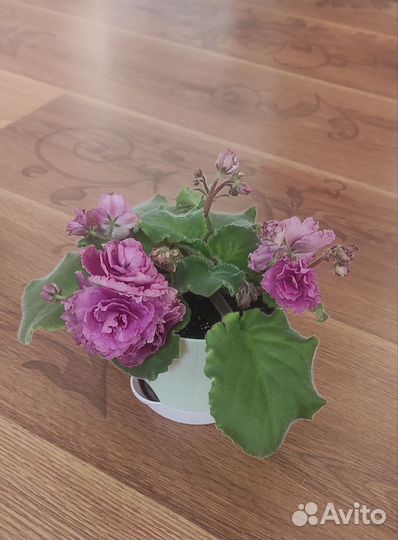 Сортовые фиалки