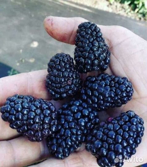 Саженцы ремонтатной ежевики