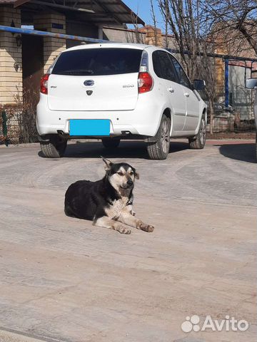 Собака в добрые руки