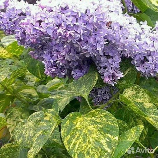 Саженцы сирени