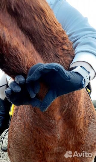 Обучение верховой езде. Прогулки. Фотосессии