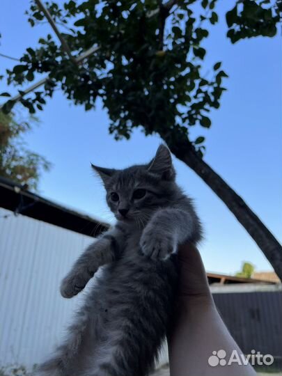 Кошки