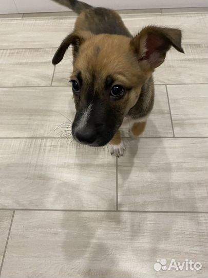 Щенок в дар