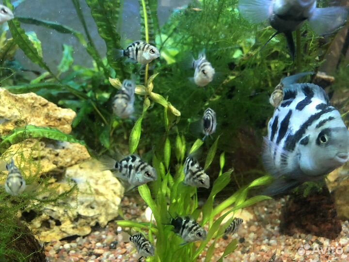 Аквариумные рыбки попугай платиновый