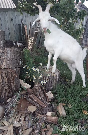 Козлы. Дойные козы