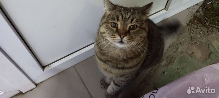 Кошка потеряшка