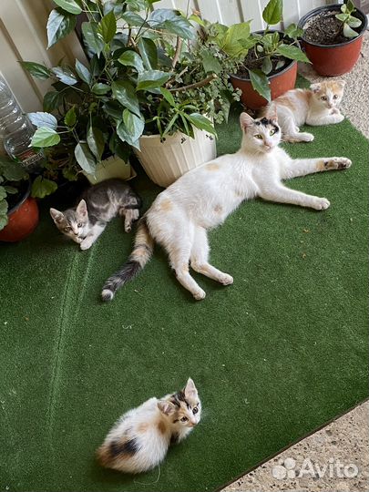 Котята в добрые руки
