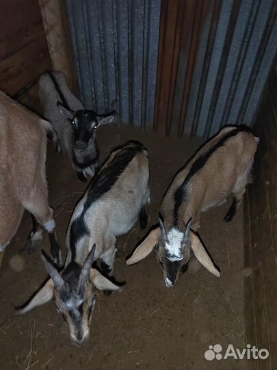 Козлята