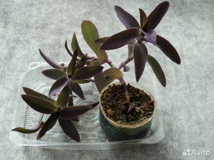 Сеткреазия пурпурная