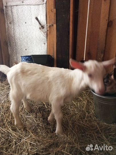 Козлята зааненские