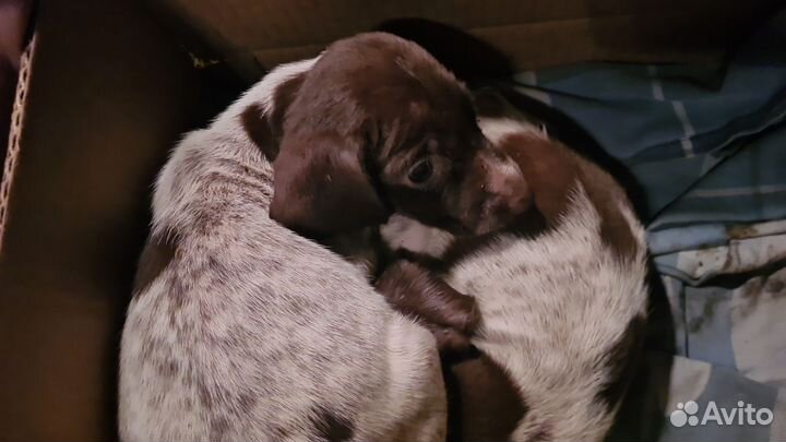 Щенки курцхаара