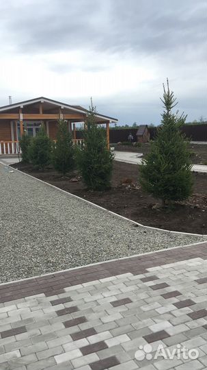 Сосна,ель, кедр, лиственница и тд