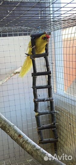Королевская птица (попугай)