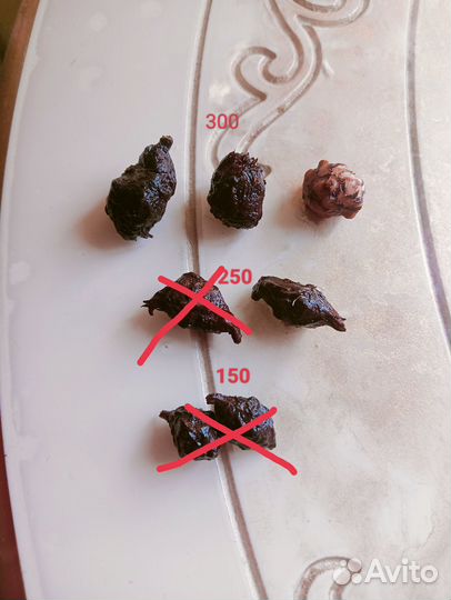 Алоказия Регал шилдс и Одора, клубни