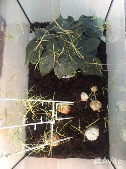 Анамские палочники