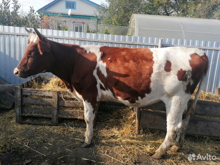 Корова телка