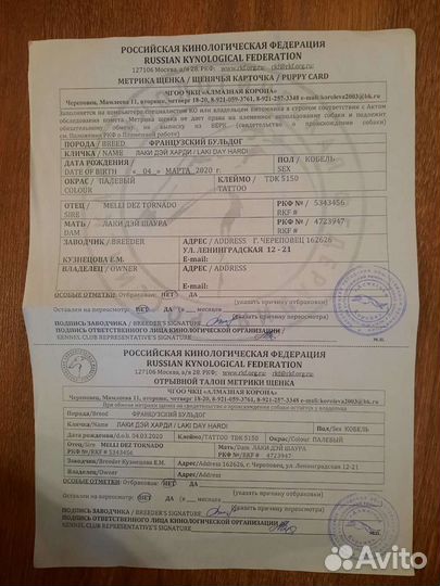 Собаки бесплатно