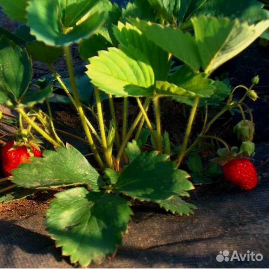 Рассада клубники Клери