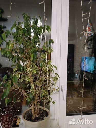 Продам Фикус