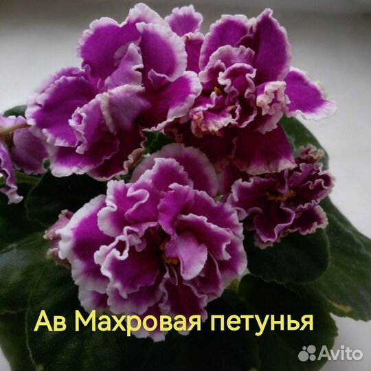 Детки сортовых фиалок из моей коллекции