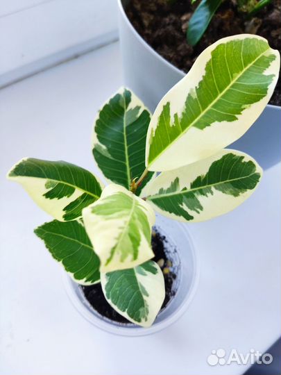 Фикус альбамаргината