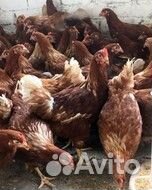 Куры несушки