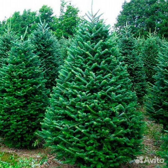 Пихта Фразера