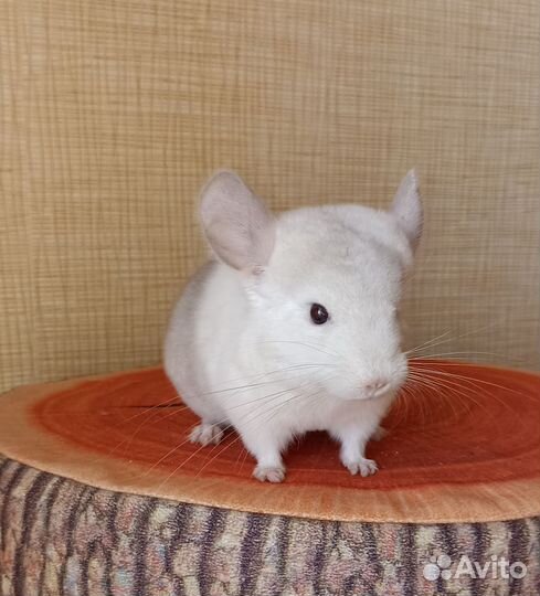 Шиншилла бело-розовая девочка