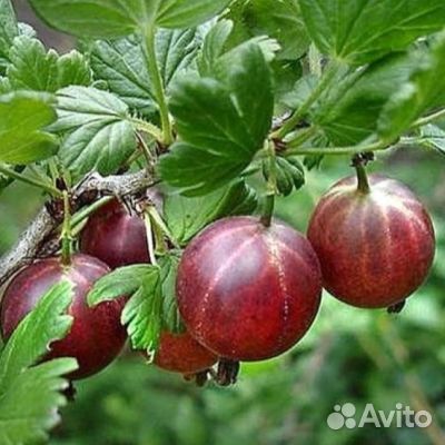 Крыжовник саженец