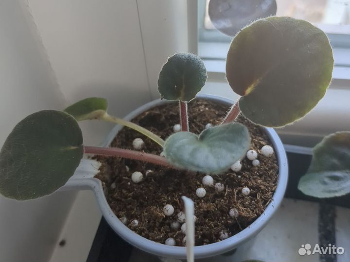 Ае - Млечный путь