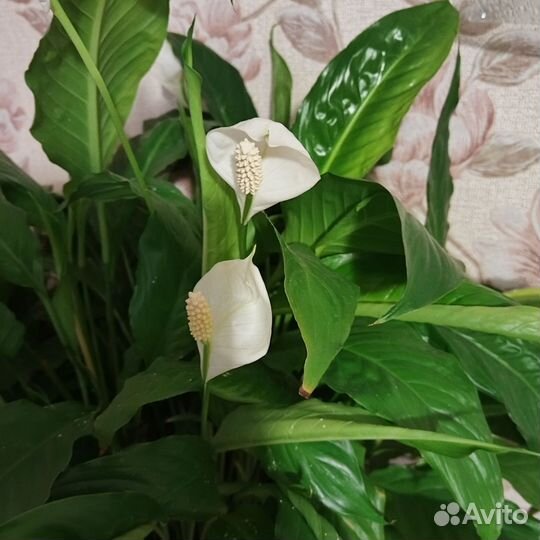 Спатифиллум (женское счастье)