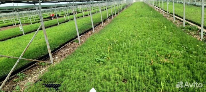 Саженцы ели европейской окс от производителя