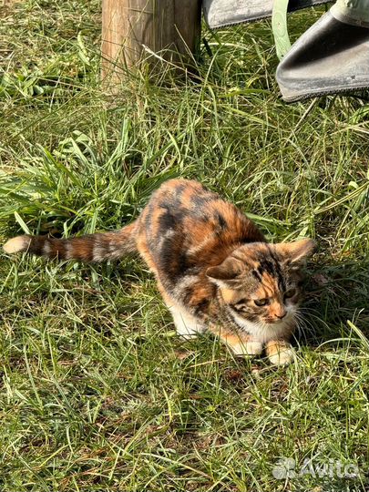 Котята от деревенской кошки