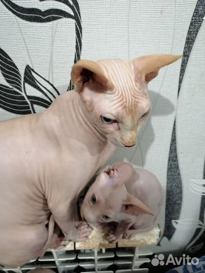 Канадский сфинкс котенок