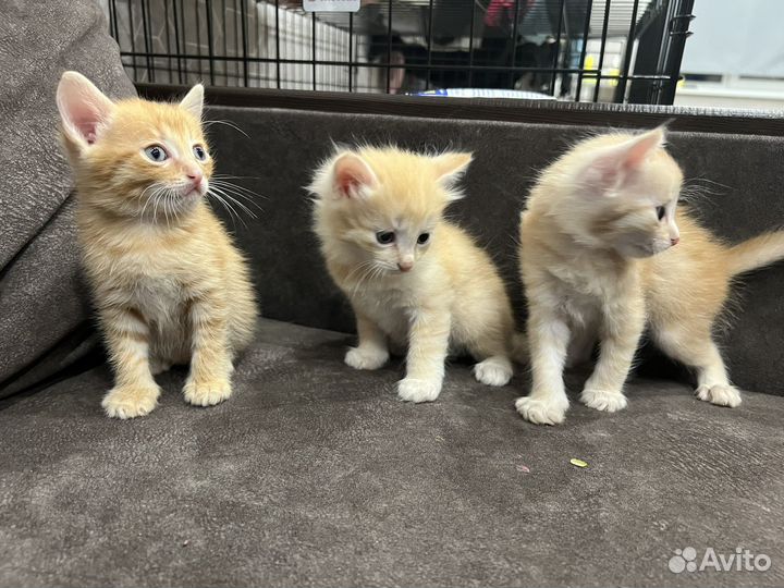 Котята в добрые руки