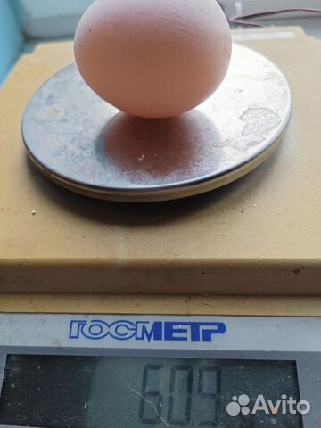 Инкубационное яйцо бройлера,цыплята