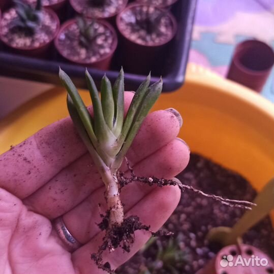 Хавортия трунката гибрид