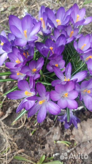 Многолетние растения декоративные