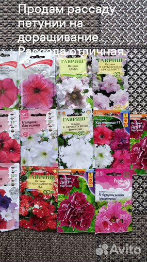 Продам рассаду петунии