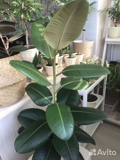 Фикус эластика