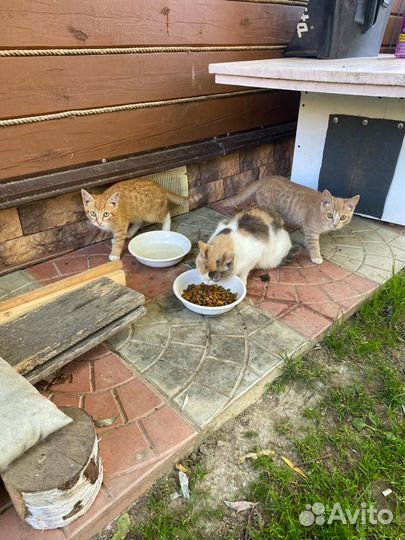 Котята отдам бесплатно