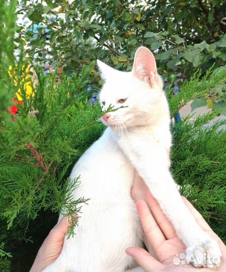 Котёнок белый девочка с разноцветными глазками