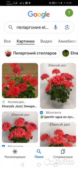 Пеларгония