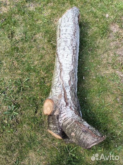 Ствол вишни