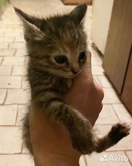 Котёнок