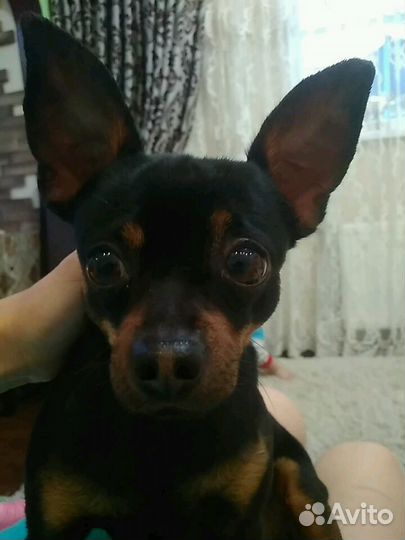 Вязка той-терьер