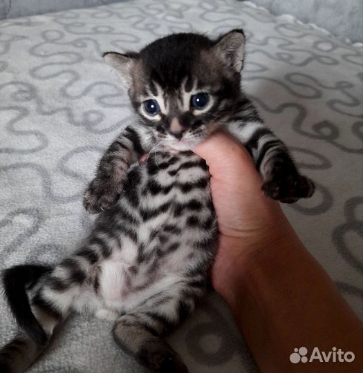 Угольный бенгал котенок