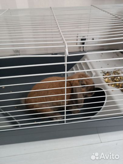 Вислоухий декоративный кролик 